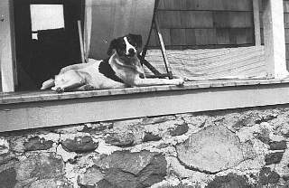 judy - lolo earls dog at thompson ridge ny 7-1944.jpg